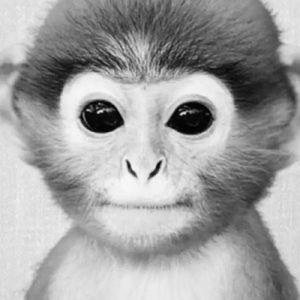 Meet your Posher, Paul